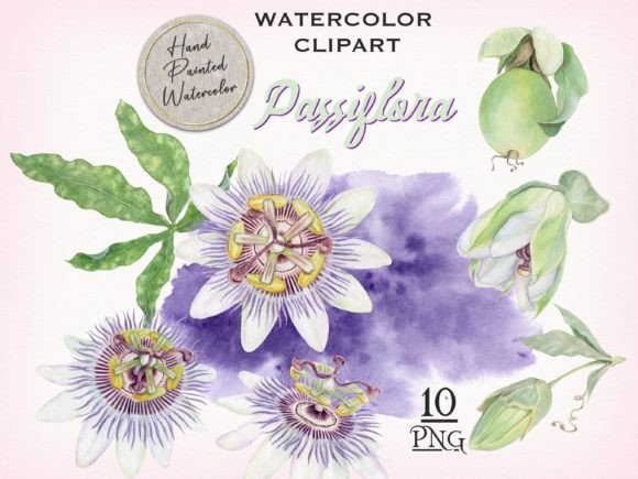 Bring Nature's Intricacy to Your Canvas with Passion Flower Clipart