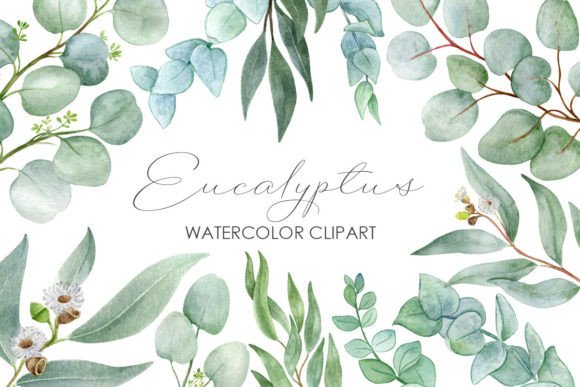 Eucalyptus Watercolor Clipart: 17 Hand-Painted Branches for Elegant Design