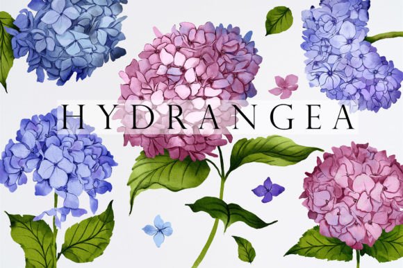 The Timeless Appeal of Watercolor Hydrangea Illustrations