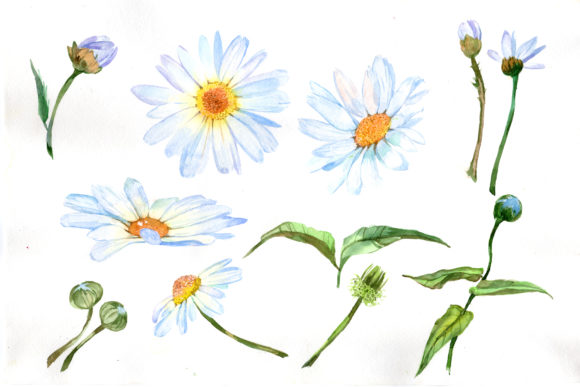 White Daisy Watercolor Flower Set: A Designer's Go-To Floral Asset